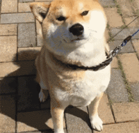 e1be5a628eb4400a9e56a4701986b372